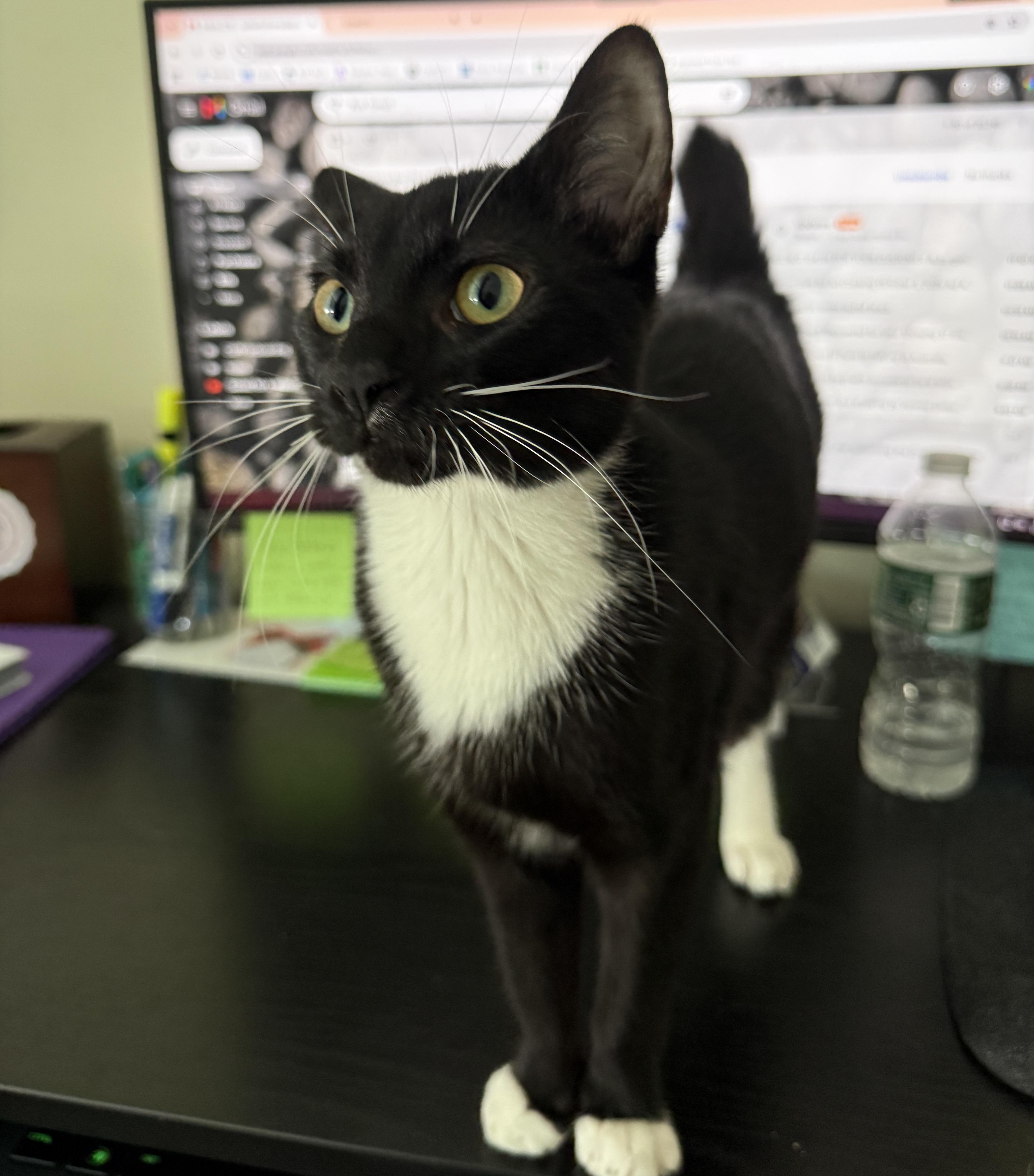 A baby medium-sized female Black & White / Tuxedo Domestic Short Hair cat named Lynxie for adoption in Mayfield, NY