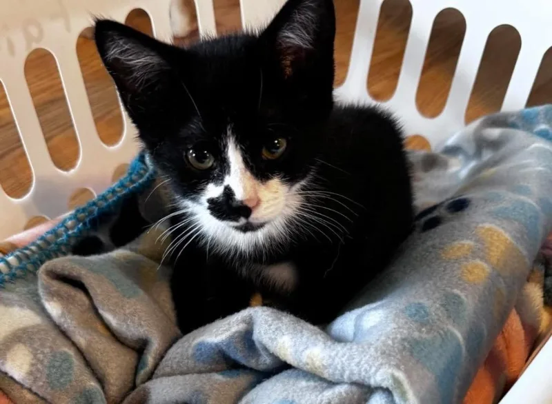 A baby small-sized male Domestic Short Hair cat named Spud Mack for adoption in Gorham, ME
