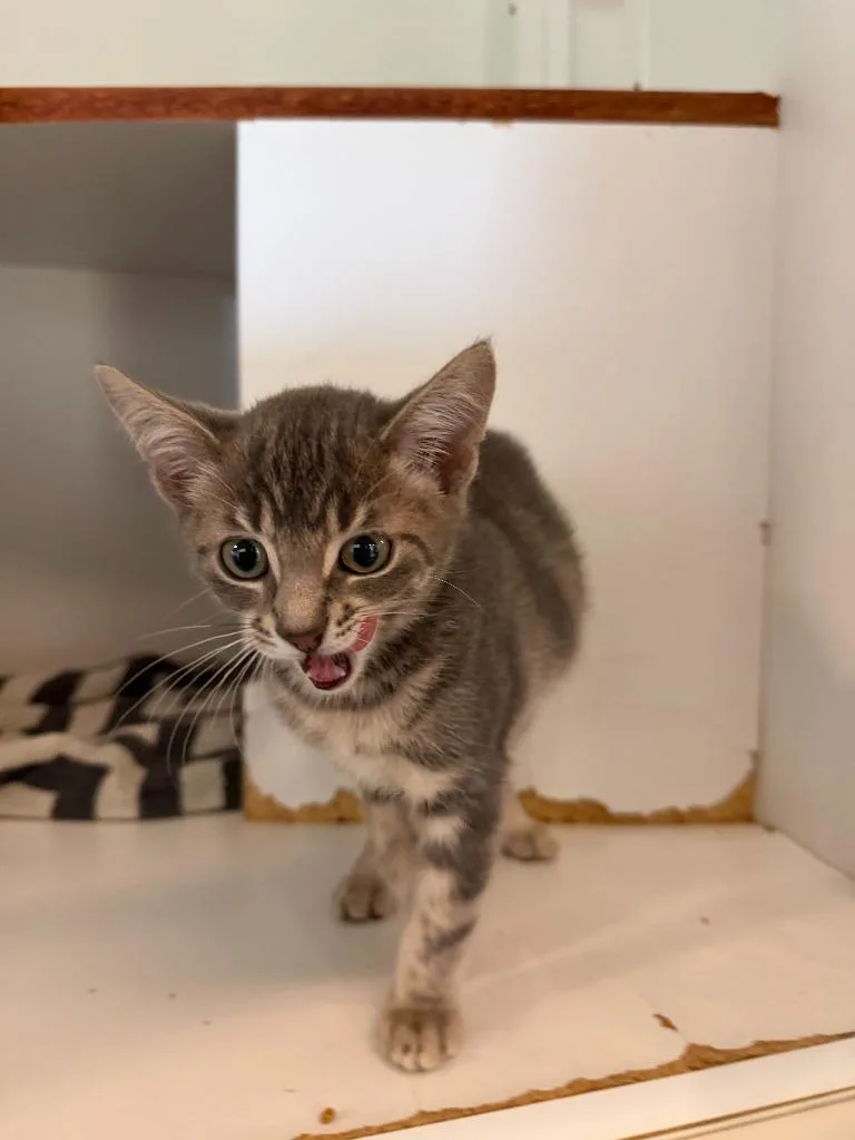 A baby medium-sized male Domestic Short Hair cat named Daffy for adoption in Hyde Park, NY
