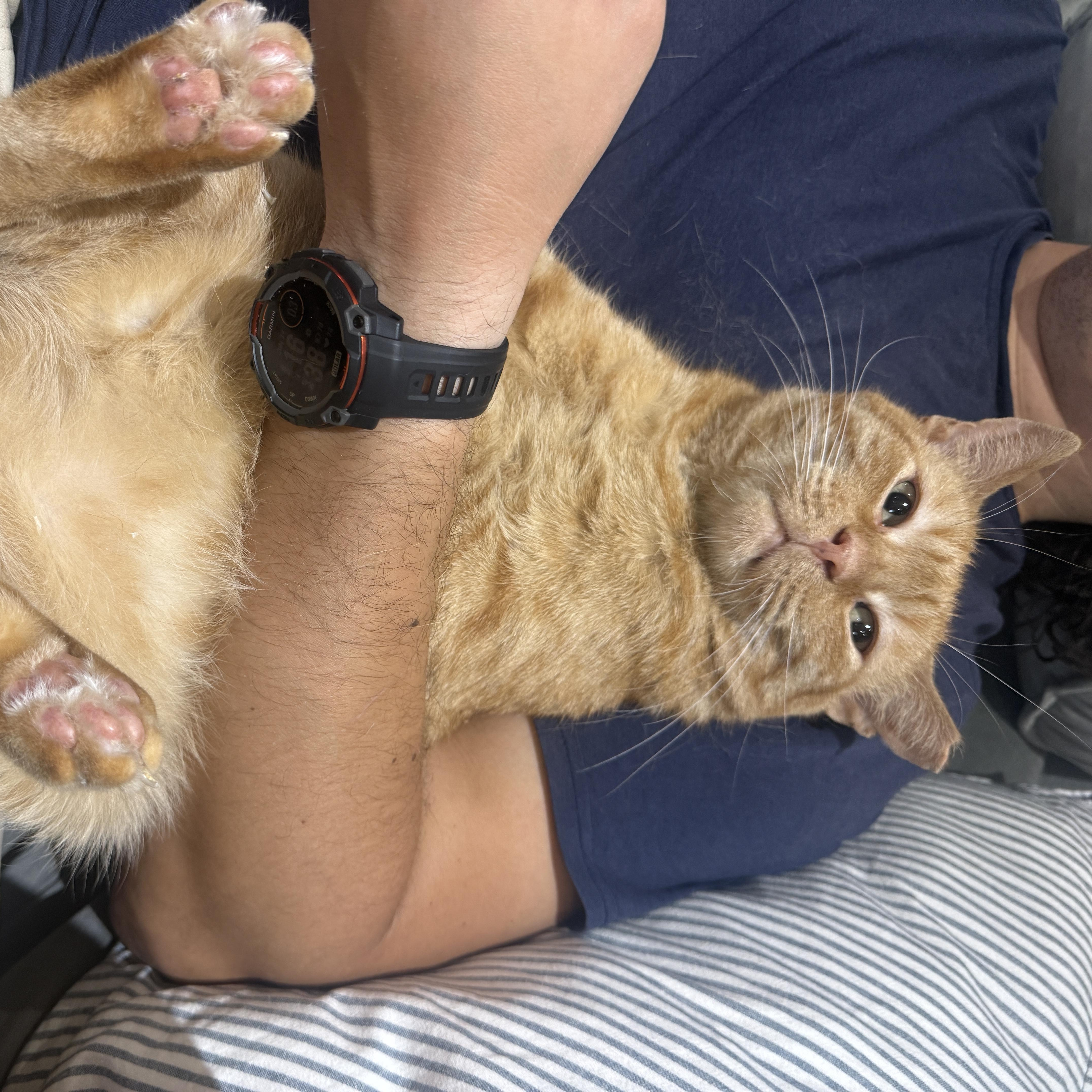 An adult medium-sized male Tabby (Orange / Red) Domestic Short Hair cat named Big Orangie for adoption in Brooklyn, NY