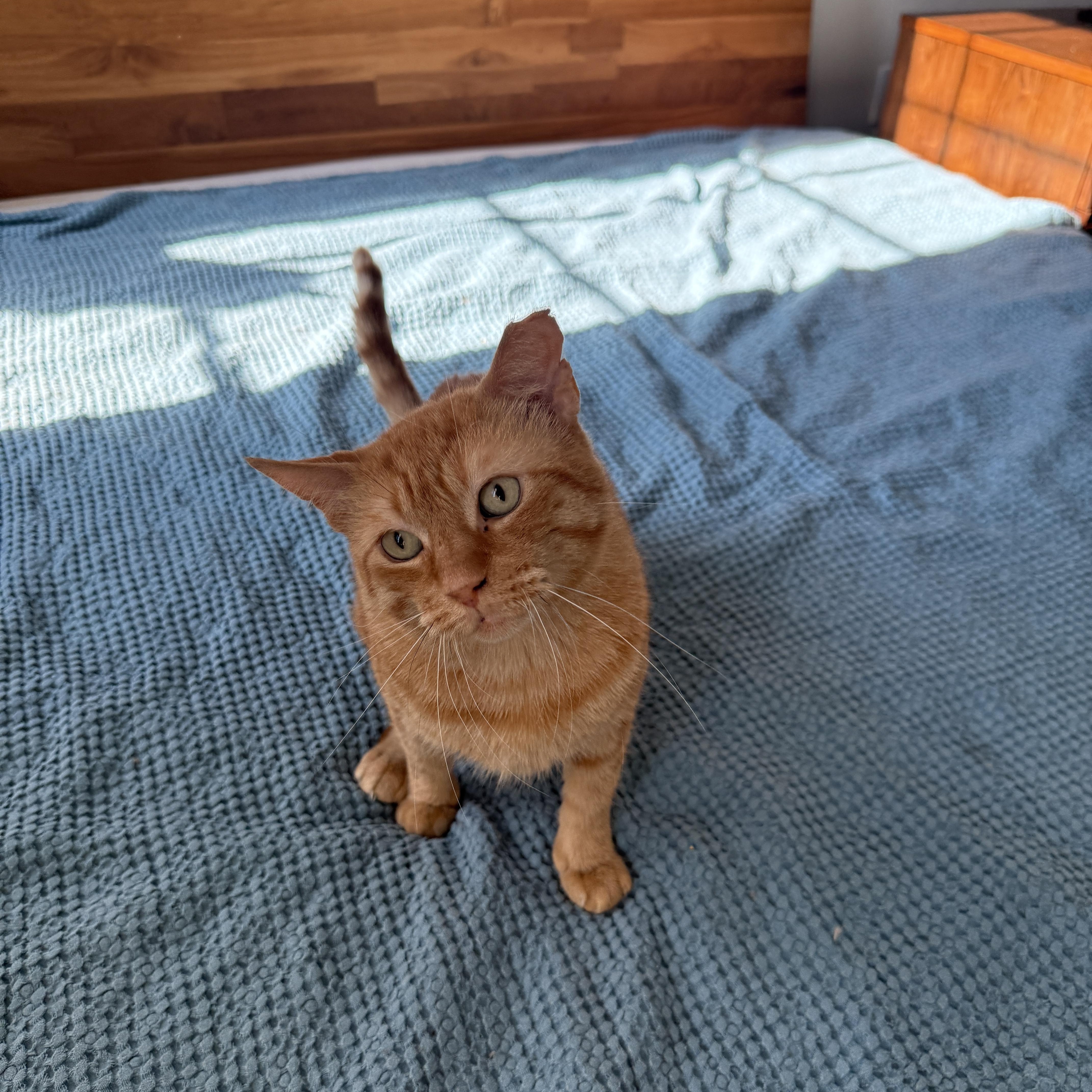 Big Orangie thumbnail 2