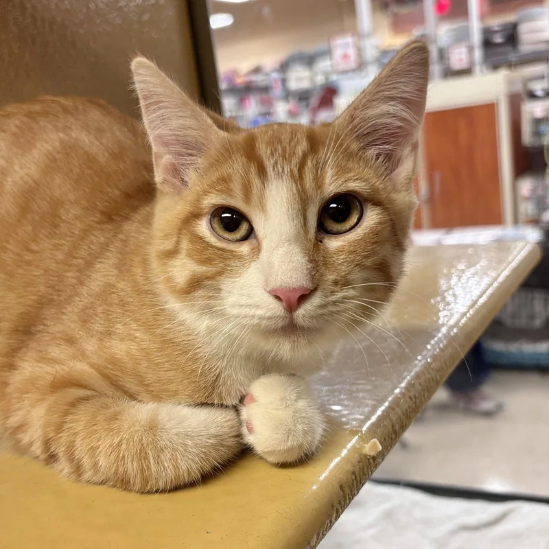 A young large-sized male Domestic Short Hair cat named Finn for adoption in Sonora, CA