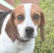 A young small-sized male Tricolor (Brown, Black, & White) Beagle dog named Handsome Hank for adoption in Atco, NJ