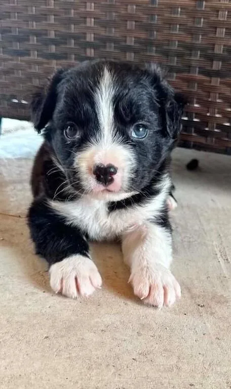 A baby small-sized male Tricolor (Brown, Black, & White) Border Collie dog named Bingo for adoption in Dallas, TX