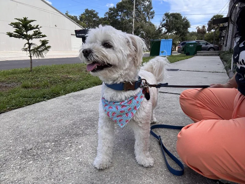 An adult small-sized male Maltese dog named Winky FH for adoption in Sanford, FL