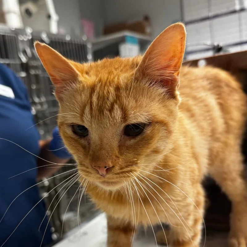 An adult medium-sized male Orange / Red Domestic Short Hair cat named Ray of Sunshine for adoption in Birdsboro, PA
