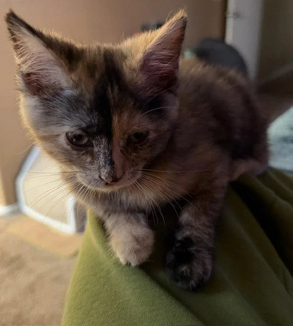 Dumpling