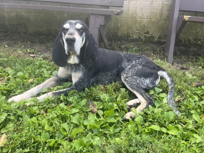 An adult large-sized male Bluetick Coonhound dog named Jimmy for adoption in Fairfax, VA