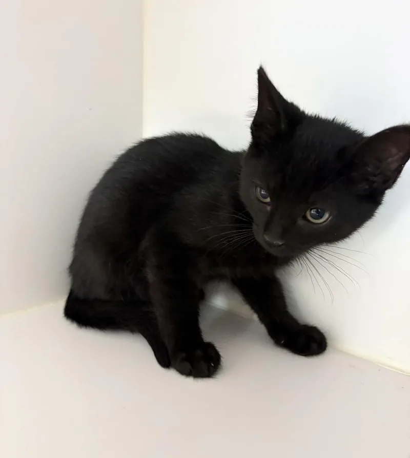 A baby small-sized male Black Domestic Short Hair cat named Jerry for adoption in Rochester, IN