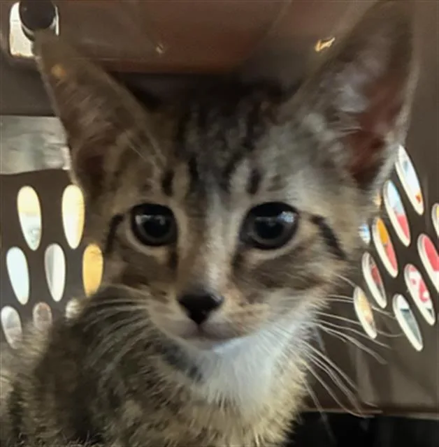 A baby small-sized male Domestic Short Hair cat named Toby for adoption in Palmetto, FL