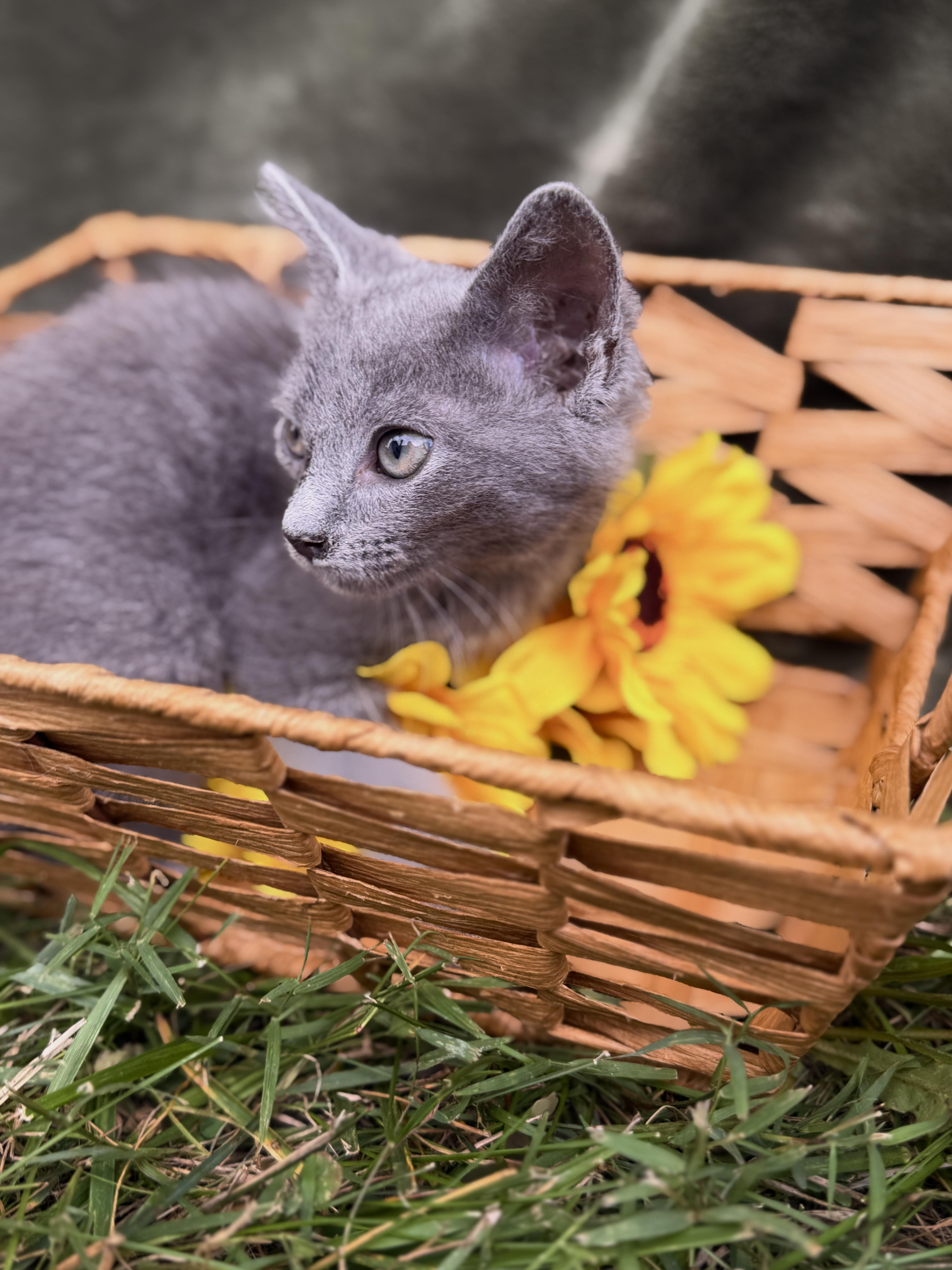 A baby medium-sized male Gray / Blue / Silver Domestic Short Hair cat named HarryTransport for adoption in Gradyville, KY