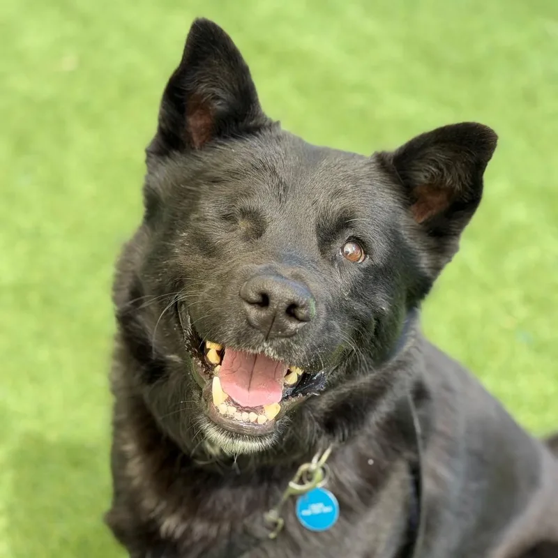 An adult small-sized male Black Labrador Retriever dog named Lucky Shorts for adoption in Durango, CO