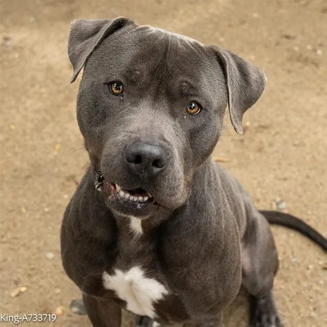 A young large-sized male Pit Bull Terrier dog named King Cutie for adoption in Sacramento, CA