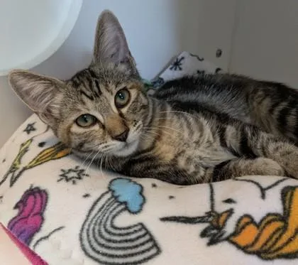 A baby small-sized female Domestic Short Hair cat named Cassi for adoption in Divide, CO
