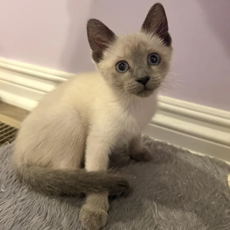A baby small-sized male Gray / Blue / Silver Domestic Short Hair cat named Rigatoni for adoption in Ferndale, MI