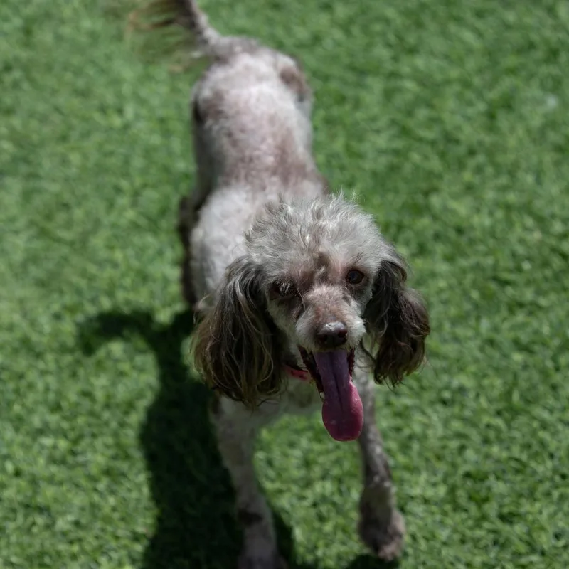 A senior small-sized female Brown / Chocolate Poodle (Toy) dog named Nicolette for adoption in Peyton, CO