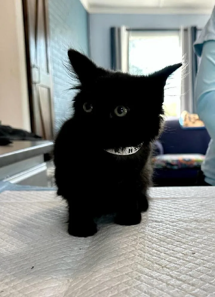 Willow