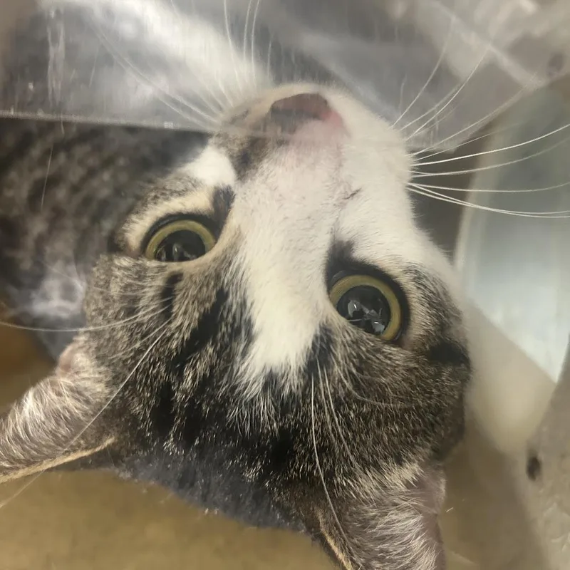 A senior large-sized male Gray / Blue / Silver Domestic Short Hair cat named Aries for adoption in Philadelphia, PA