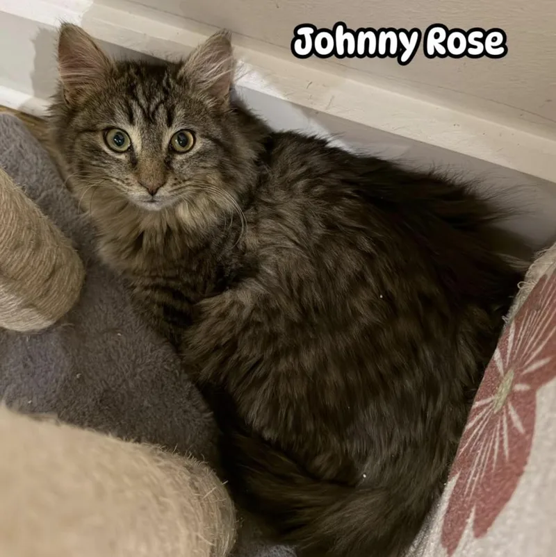 Schitt's Creek:  Johnny thumbnail 4