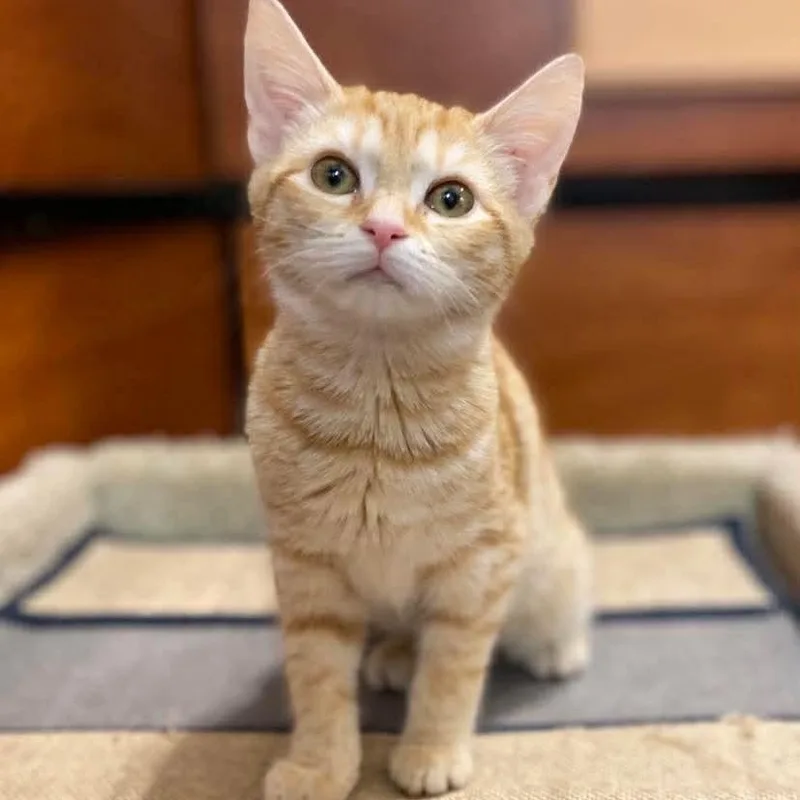 A baby medium-sized female Orange / Red Domestic Short Hair cat named Estelle for adoption in Memphis, TN