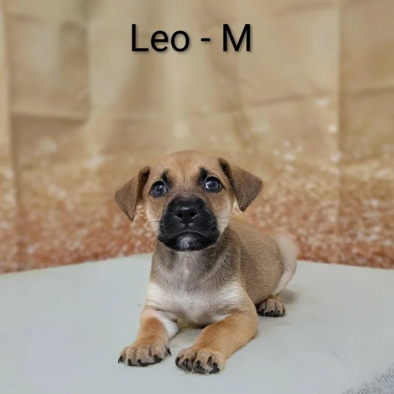 A baby medium-sized male Yellow / Tan / Blond / Fawn Labrador Retriever dog named Leo for adoption in Griswold, CT