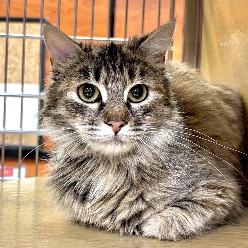 An adult medium-sized female Domestic Medium Hair cat named Katie for adoption in Sonora, CA