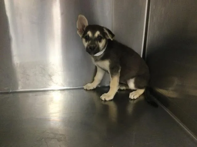 A baby small-sized female German Shepherd Dog dog named Pebble for adoption in Thousand Palms, CA