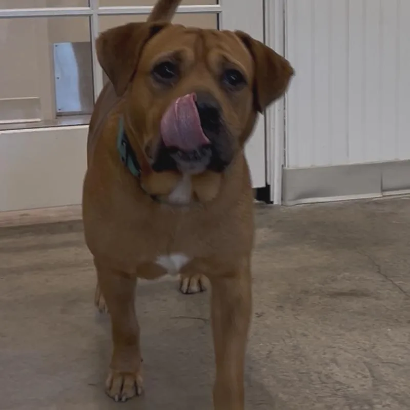 Bruno thumbnail 5