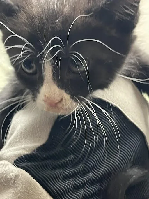A baby small-sized female Domestic Short Hair cat named Sadie for adoption in Las Vegas, NV