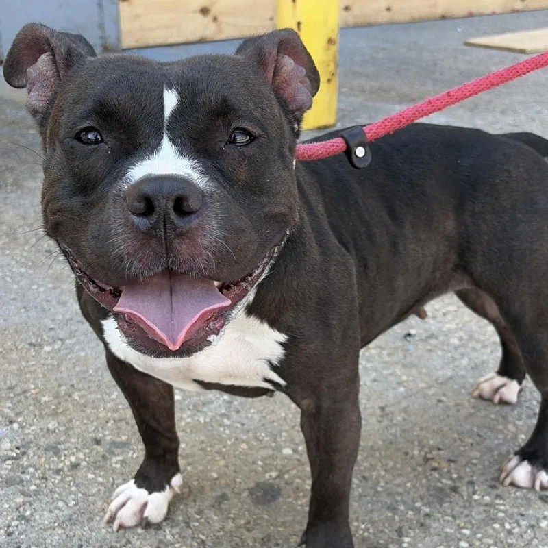 An adult medium-sized female Black Pit Bull Terrier dog named Domina for adoption in Newark, NJ
