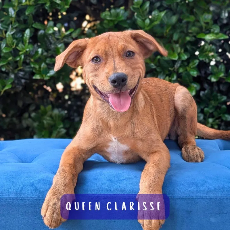 A baby small-sized female Yellow / Tan / Blond / Fawn Labrador Retriever dog named Queen Clarisse for adoption in Covington, GA
