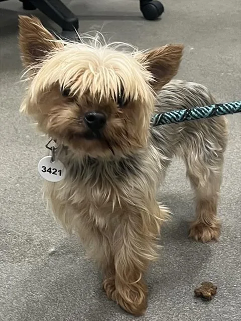 An adult small-sized female Yorkshire Terrier dog named Victoria for adoption in Upper Marlboro, MD