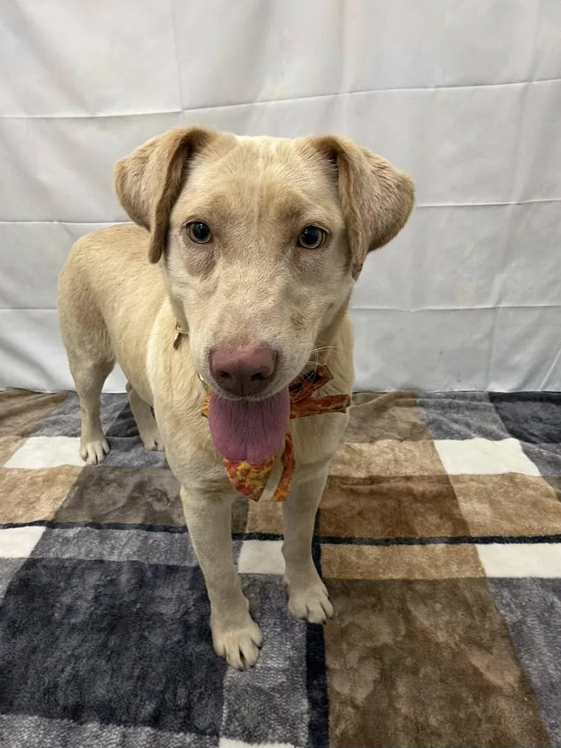 Honeydukes thumbnail 2