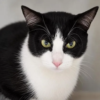 An adult medium-sized female Domestic Short Hair cat named Lyla for adoption in Hudson, MA