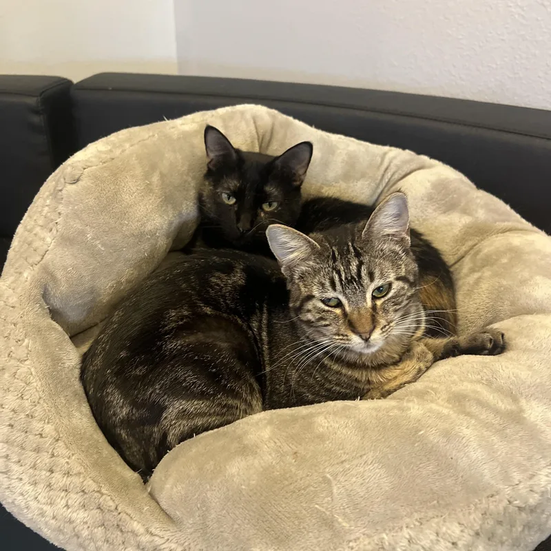 Thumbelina & Mocha thumbnail 5