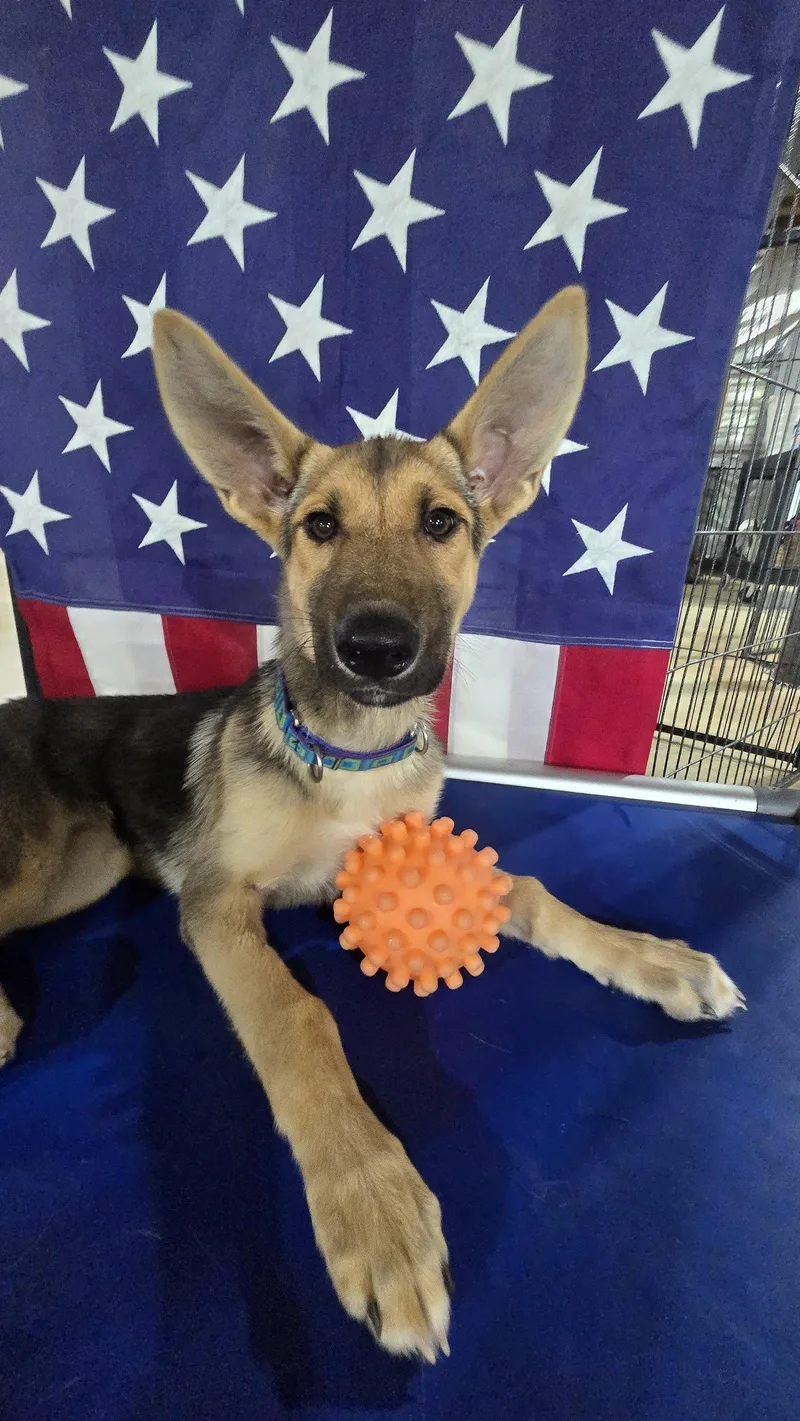 A baby medium-sized female German Shepherd Dog dog named Hermione for adoption in Centreville, VA
