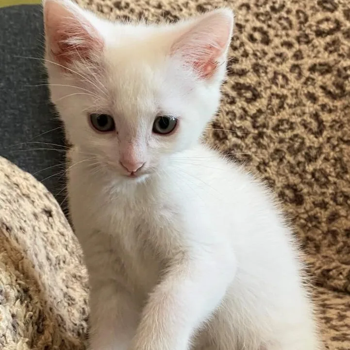 A baby small-sized female White Domestic Short Hair cat named Pele Keith for adoption in Morrison, CO