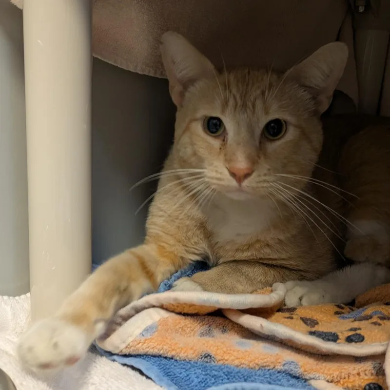 A young large-sized male Orange / Red Domestic Short Hair cat named Charles Ross for adoption in Chicago, IL