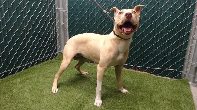 A young medium-sized female Pit Bull Terrier dog named Miley for adoption in Downey, CA