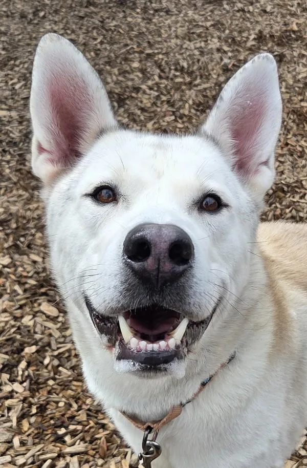 An adult large-sized male Siberian Husky dog named Sprite for adoption in Salem, OR