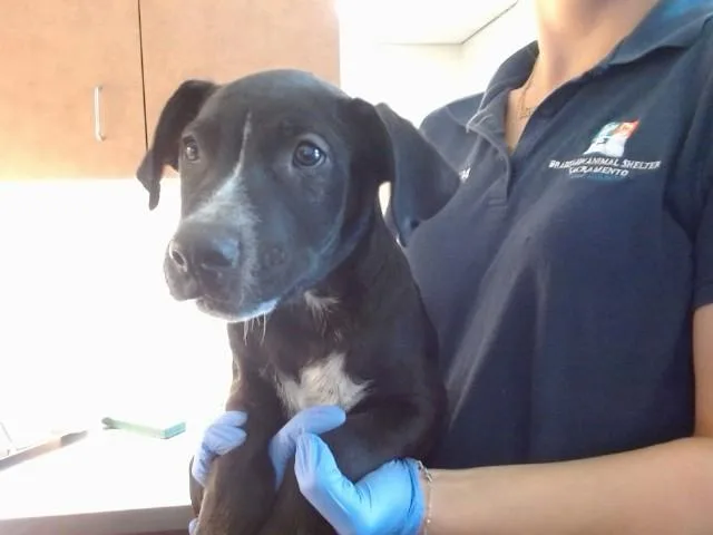 A baby small-sized male Pit Bull Terrier dog named Maui for adoption in Sacramento, CA