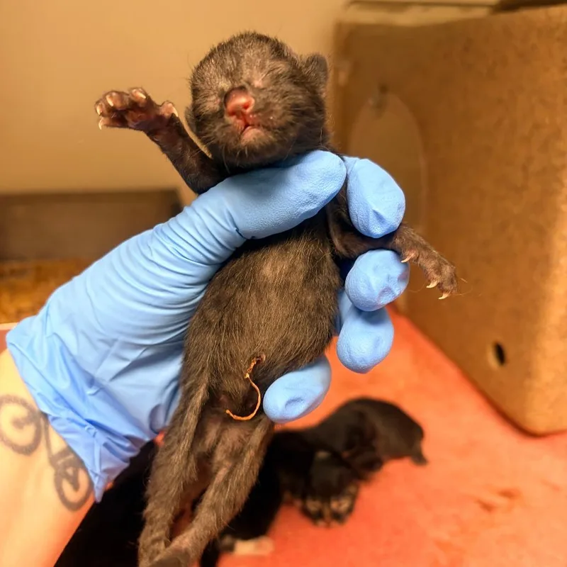 A baby small-sized male Black Domestic Short Hair cat named Jasper for adoption in Harrisonburg, VA
