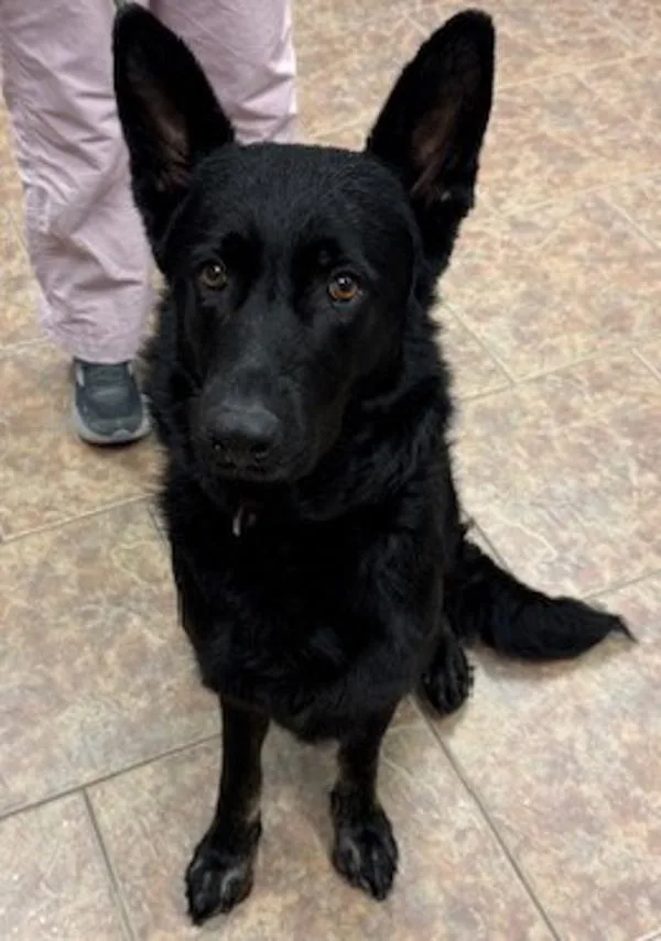 An adult large-sized female German Shepherd Dog dog named Freya for adoption in Littleton, CO