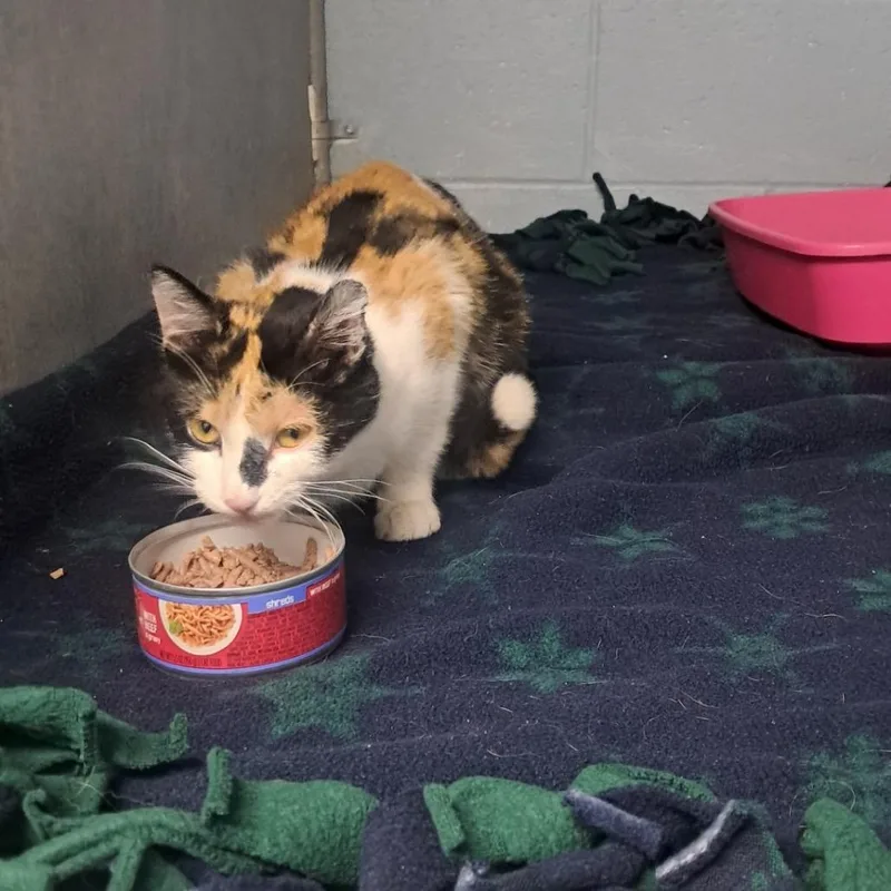A young medium-sized female Calico Domestic Short Hair cat named Patches for adoption in Crookston, MN