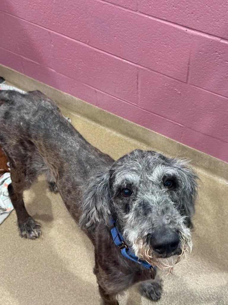 An adult large-sized male Poodle dog named Renny for adoption in North Syracuse, NY