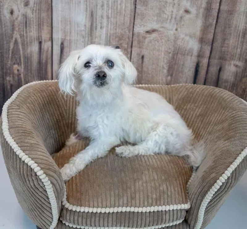A senior small-sized male West Highland White Terrier / Westie dog named Ralphie for adoption in Kennesaw, GA