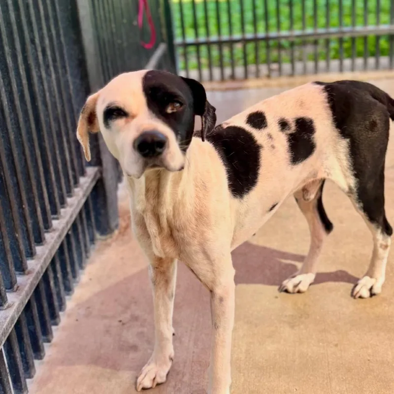An adult medium-sized male White / Cream Labrador Retriever dog named Chiquito for adoption in San Antonio, TX