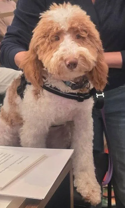 A young medium-sized male Golden Retriever dog named Kade for adoption in Tenafly, NJ