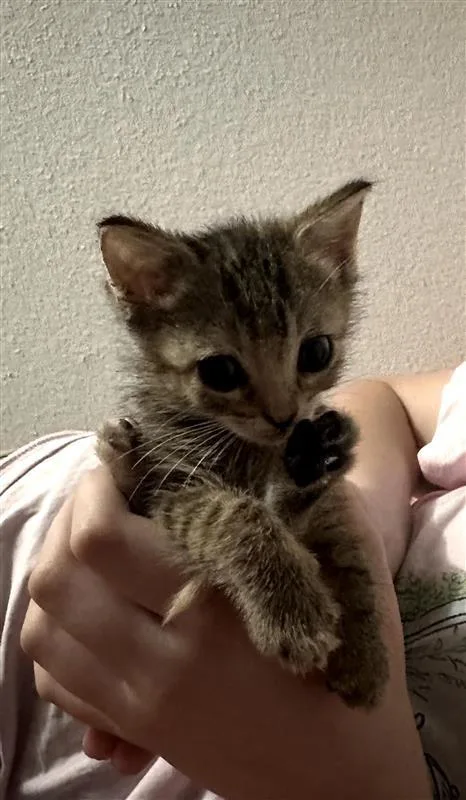 A baby medium-sized female Domestic Short Hair cat named Jolly for adoption in Fayetteville, AR