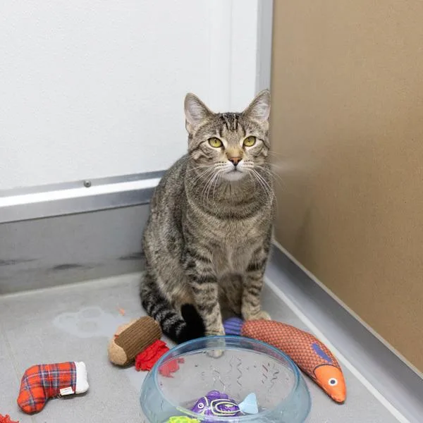 A young small-sized female Domestic Short Hair cat named Zoe for adoption in Des Moines, IA